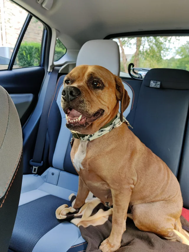 a medium sized brown dog sitting in the back seat of a car with her mouth open
