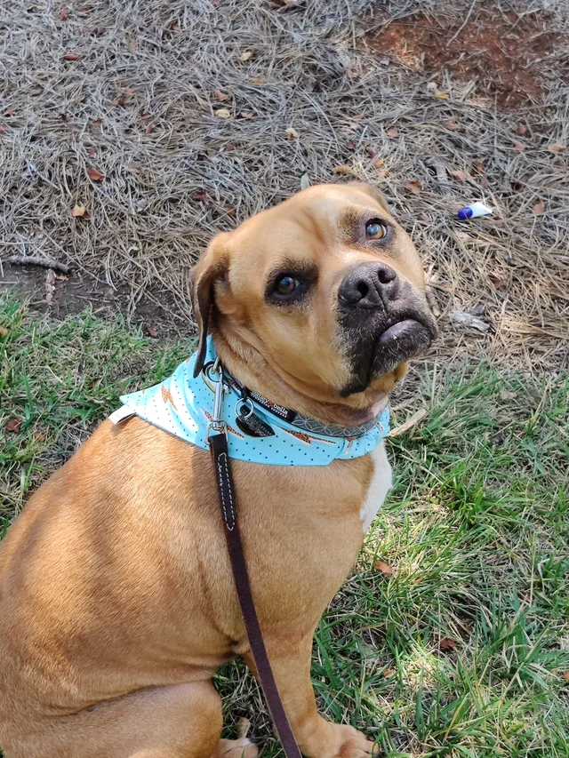 a medium sized brown dog sitting in the grass facing the camera. she is wearing a blue scarf with orange lightning bolts and black dots