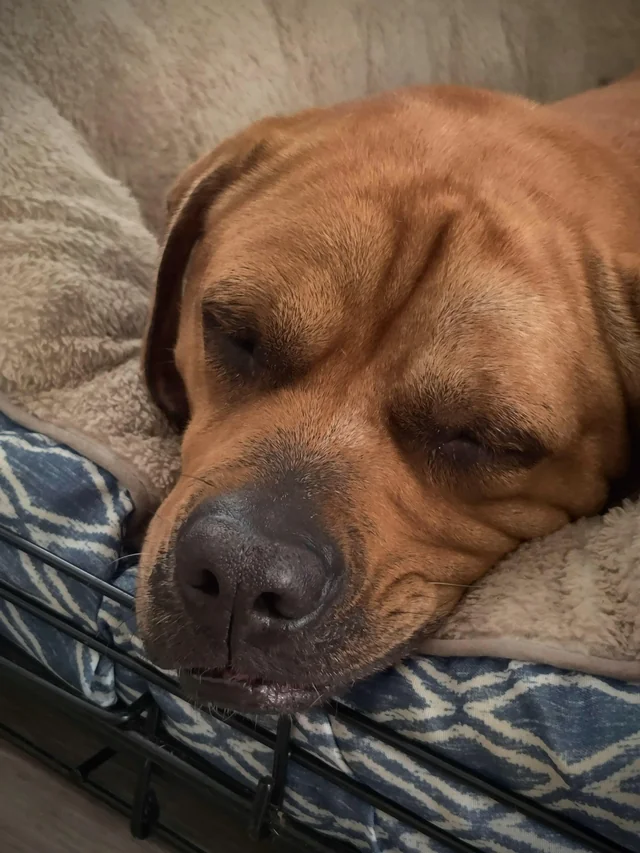 close up on a brown dog sleeping on a blue bed in a crate